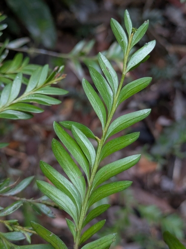 Falcatifolium taxoides observed 2026-06-29