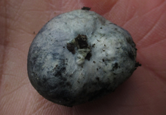 Rossbeevera pachydermis