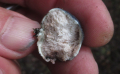 Rossbeevera pachydermis