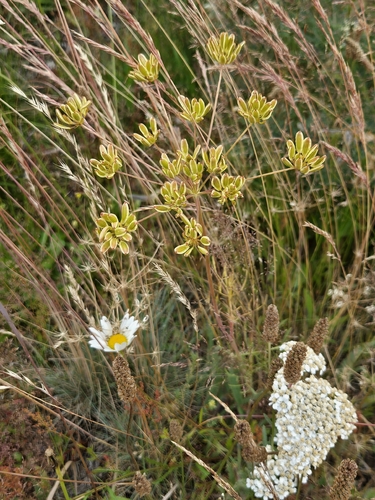 Lomatium triternatum observed 2026-06-30