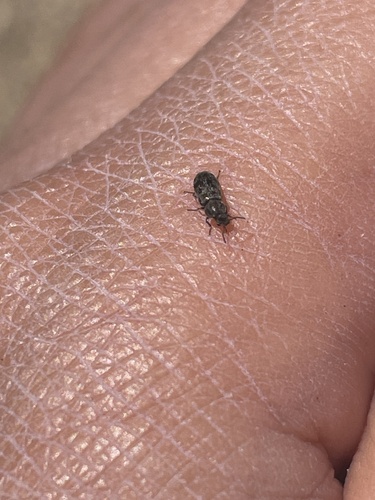 iNaturalist observation photo of Water, Rove, Scarab, Long-horned, Leaf, and Snout Beetles