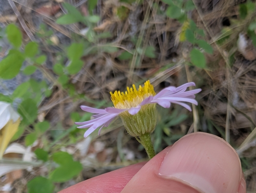 Erigeron foliosus, photograph 3