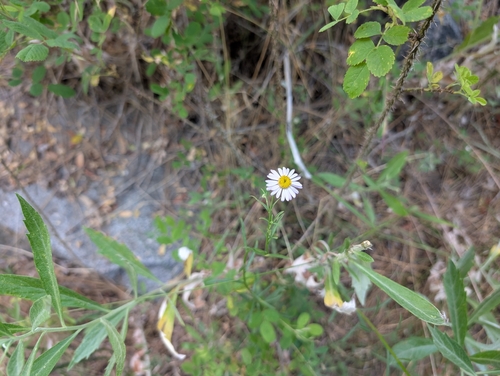 Erigeron foliosus, photograph 5