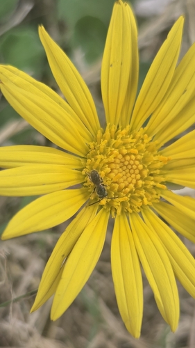 iNaturalist observation photo of Halictina