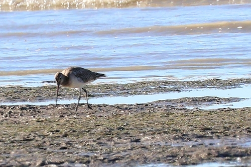 Bar-tailed Godwit