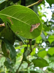 Paracymoriza cataclystalis