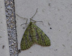 Sauris marginepunctata