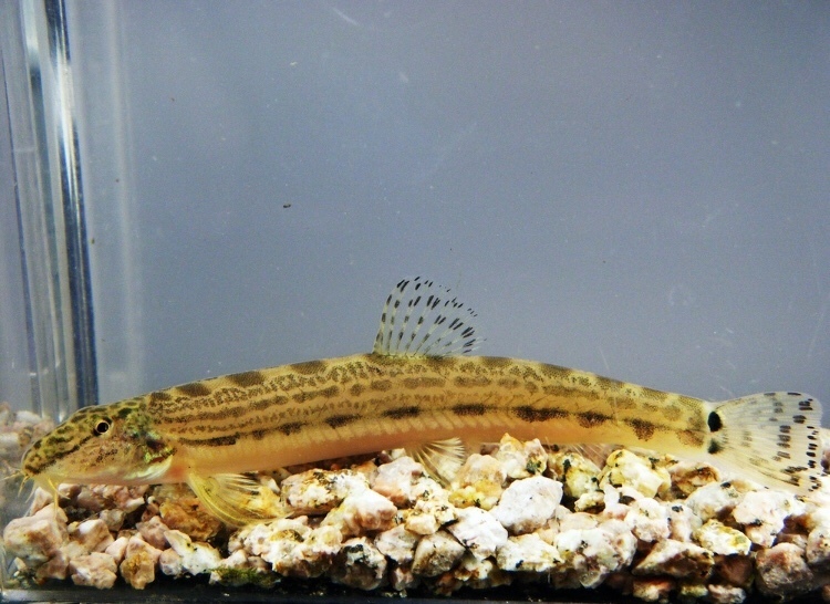 Cobitis matsubarae