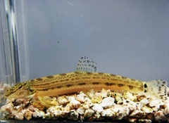 Cobitis matsubarae