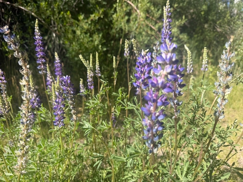 iNaturalist observation photo of lupines