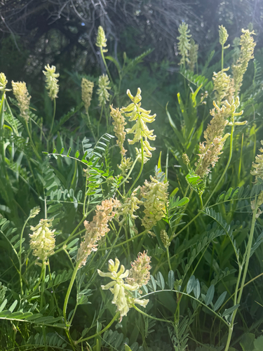 iNaturalist observation photo of Canadian milkvetch