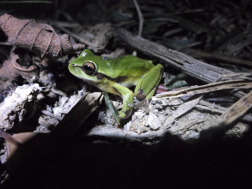 Sotaquira Tree Frog - Photo (c) biomonimartinez, some rights reserved (CC BY-NC), uploaded by biomonimartinez