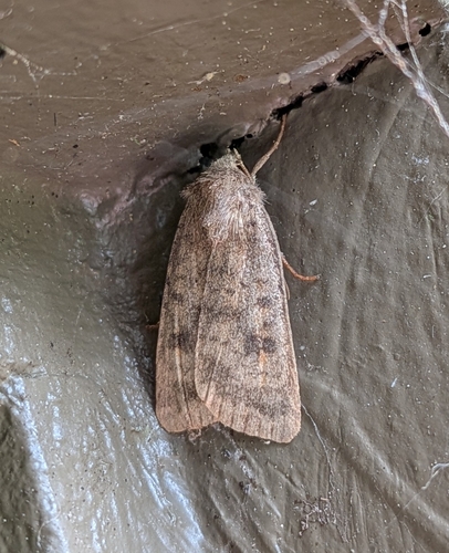 Mottled Rustic photo 3