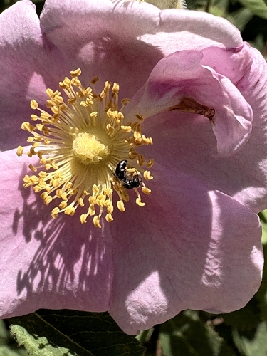 iNaturalist observation photo of Masked Bees