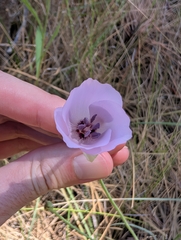 Calochortus splendens, photograph (c) Sergey, some rights reserved (CC BY)