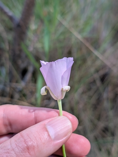 Calochortus splendens, photograph 3