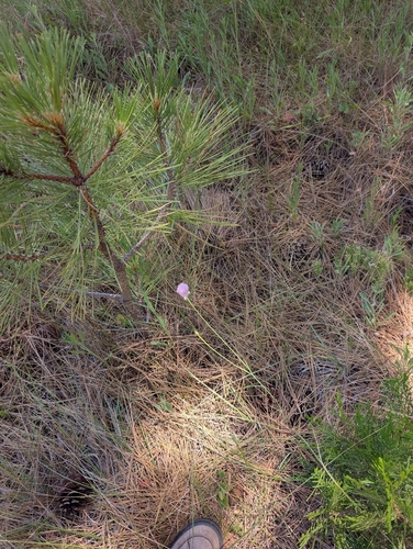 Calochortus splendens, photograph 4