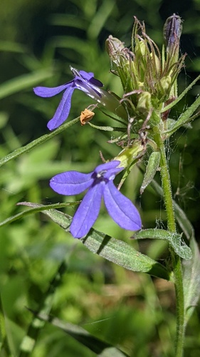 Palmerella debilis, photograph 3