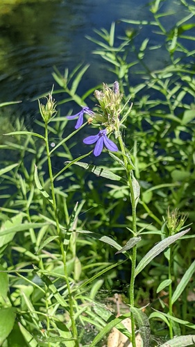 Palmerella debilis, photograph 4