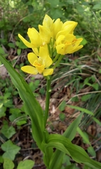Cephalanthera falcata