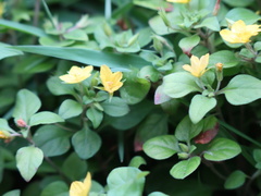 Lysimachia remota