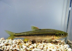 Nipponocypris temminckii