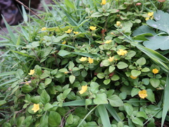 Lysimachia remota