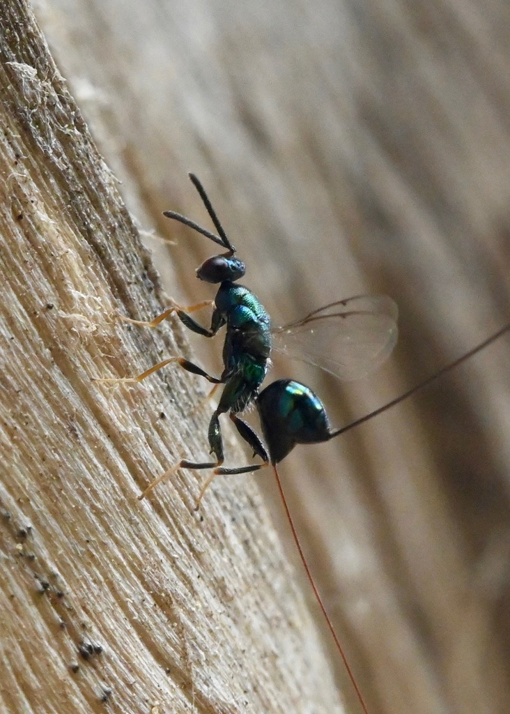 Ecdamua nambui