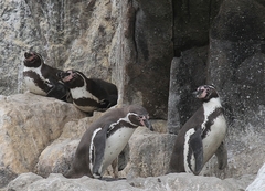 Humboldt Penguin photo 3
