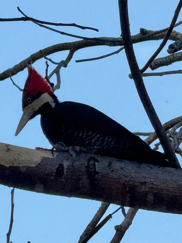 Crimson-crested Woodpecker
