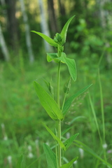 Hypericum ascyron gebleri