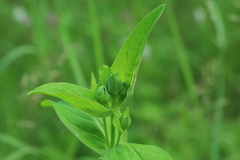 Hypericum ascyron gebleri