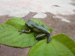 Dendropsophus luddeckei