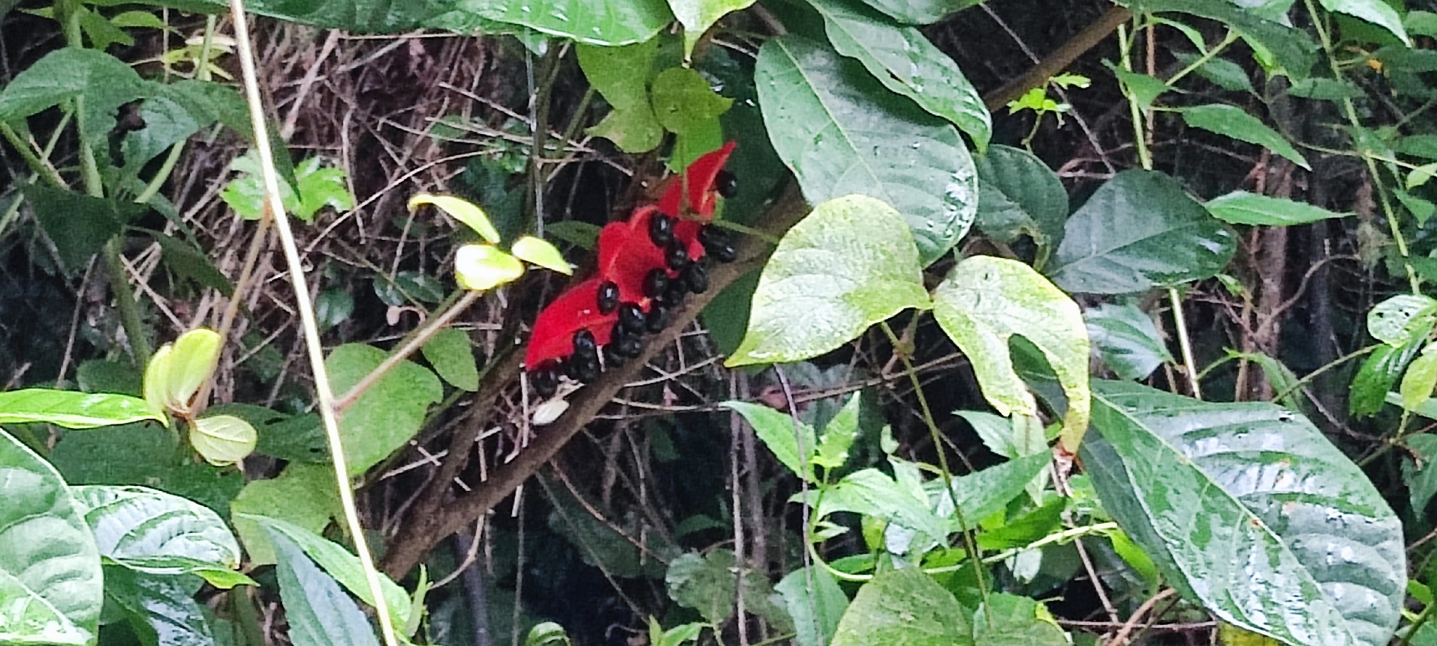 Sterculia lanceolata — ảnh 2