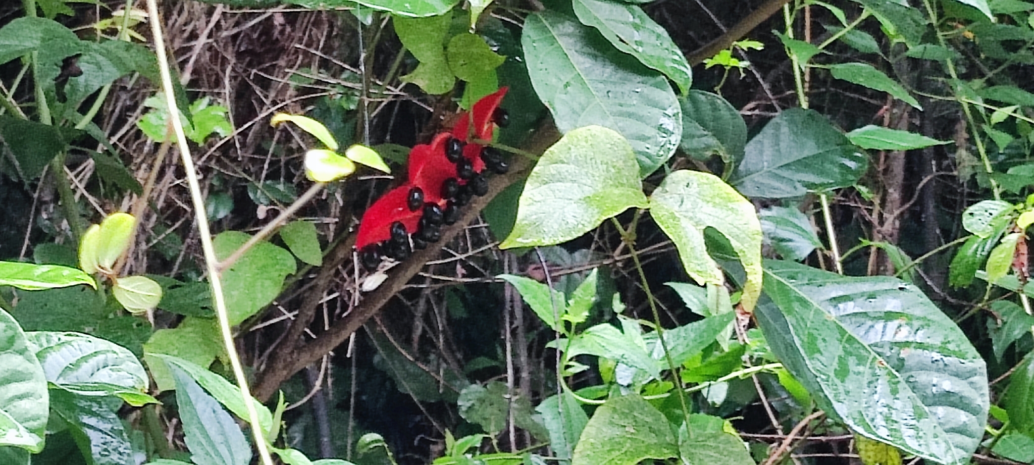 Sterculia lanceolata — ảnh 3