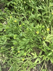 Ranunculus chinensis