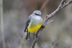 Eopsaltria griseogularis