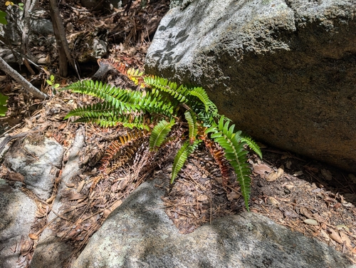 Polystichum imbricans, photograph 2