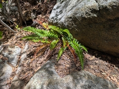 Polystichum imbricans, photograph (c) Sergey, some rights reserved (CC BY)