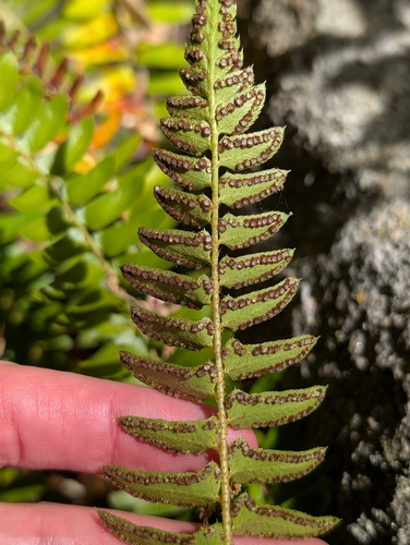 Polystichum imbricans, photograph 3