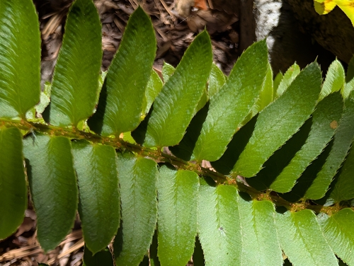 Polystichum imbricans, photograph 4