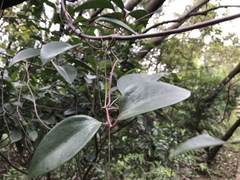 Clematis crassifolia