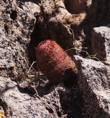 Echinocereus pectinatus pectinatus