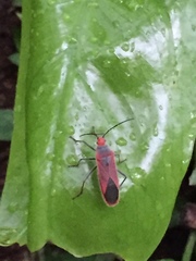 Thunbergia marginata