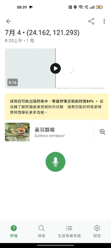 Golden Parrotbill (Suthora verreauxi), photo 8