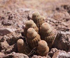Echinocereus pectinatus pectinatus