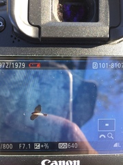 Accipiter rufiventris