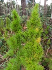 Caustis blakei