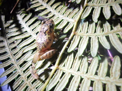 Pristimantis bogotensis