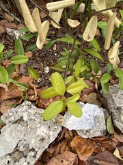 Capparis cynophallophora
